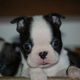 Boston Terrier Puppies from Zuran Show Dogs