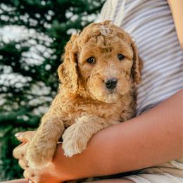 Bannock - Red  male Goldendoodle puppy in Meridian, Idaho from Table Rock Legacy Doodles