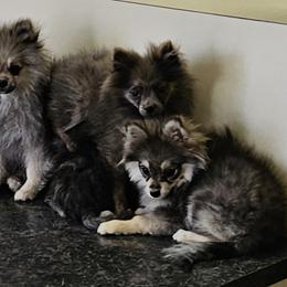 Pomeranians from RC Pets