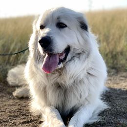 Aklaro - Great Pyrenees