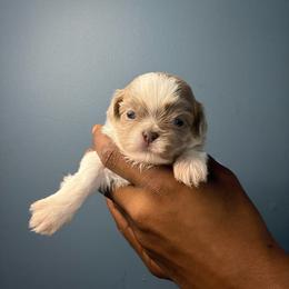 X'Don - Lilac male Shih Tzu puppy in Union City, Georgia from Chinx Puppy Songs