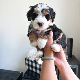 Bernedoodle, Goldendoodle, and Poodle Puppies from Teddy Doodles & Standard Poodles