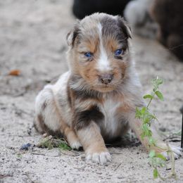 Australian Shepherd Puppies from Stephanie Young's Australian Shepherds