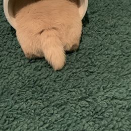 Scottish Terrier Puppies from Gina Smith
