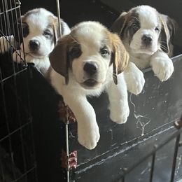 Saint Bernard Puppies from Misstree’s St. Bernards