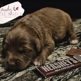Hershey - Red tri-color male Australian Shepherd puppy in Fultonville, New York from Sandy Aussies & Pomeranians