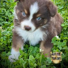 Ranger - Red tri male Miniature Australian Shepherd puppy in El Dorado Springs, Missouri from HP Aussie Kennels