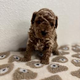 Cavapoo, Cockapoo, Goldendoodle, and Maltipoo Puppies from Perdue Puppies