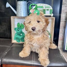 Mira - Red female Maltipoo puppy in West Jordan, Utah from Mid Sized Maltipoos and More LLC