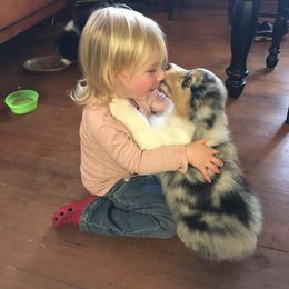 Australian Shepherd Puppies from Mountain Ridge Aussies