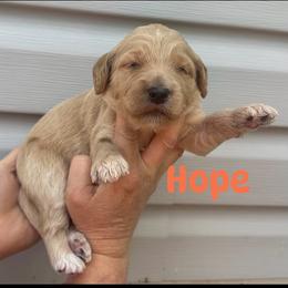 Hope - Apricot female Goldendoodle puppy in Prosperity, Pennsylvania from Stelladoodles & Company