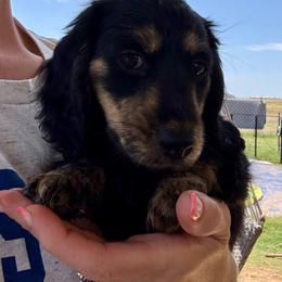 Black n Cream, brindle points - Black and cream female Dachshund puppy in Lubbock, Texas from It’s a Hot Mess