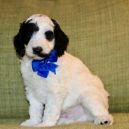 Snoopy ( Blue collar) - Black and chalk male Australian Labradoodle puppy in Milton, North Carolina from Good Day Doodles