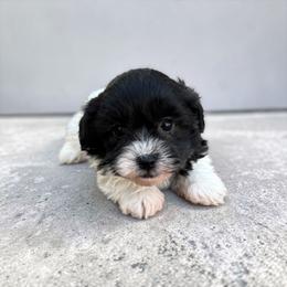 Oreo - Black male Havapoo puppy in Bowling Green, Kentucky from Denise Clark