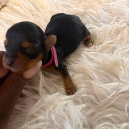 Magenta - Black and tan female Yorkshire Terrier puppy in Selden, New York from Alisha's Yorkshire Terriers