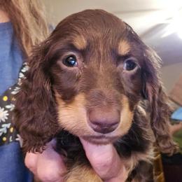 Hazel's boy - Chocolate and tan male Dachshund puppy in Lyle, Washington from Wines Wienery