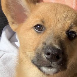 Pembroke Welsh Corgis from Covey Creek Corgis
