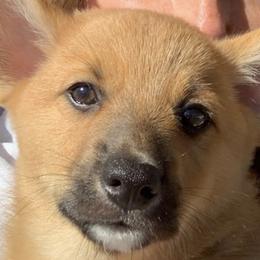Pembroke Welsh Corgis from Covey Creek Corgis