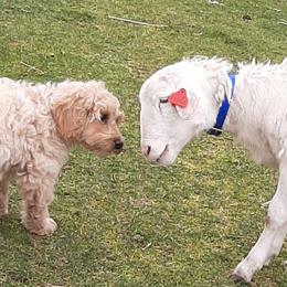Australian Labradoodle puppies from Golden Xpress Labradoodles