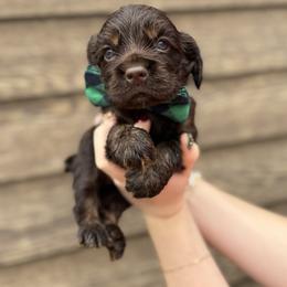 Bear - Brown and tan male Cocker Spaniel puppy in Lake, Mississippi from MGs Cockers