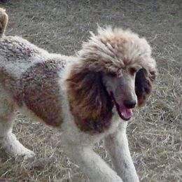 Boujee - Goldendoodle