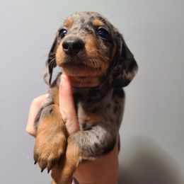 Dachshund Puppies from Far Far Away Dachshunds