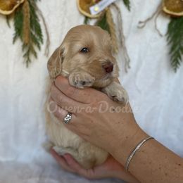 Goldendoodle Puppies from Owen-a-Doodle