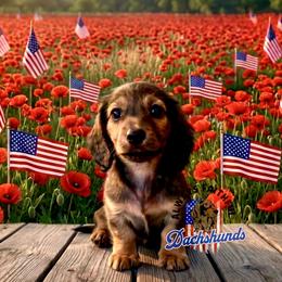 AFDs Athena - Red female Dachshund puppy in Waverly, Ohio from Always Faithful Dachshunds