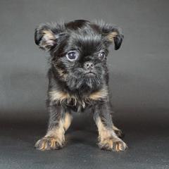 Gray Collar boy - Black and tan male Brussels Griffon puppy in Florida from Robin’s Griffons