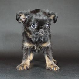 Gray Collar boy - Black and tan male Brussels Griffon puppy in Florida from Robin’s Griffons