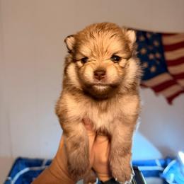 Faramir - Chocolate sable male Pomeranian puppy in Boca Raton, Florida from Poms of The Shire
