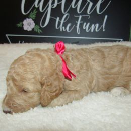 Goldendoodle and Poodle Puppies from David & Patricia Elliott