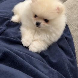 Pomeranian Puppies from Cream Puffs Pomeranians