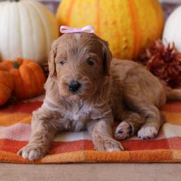 Goldendoodle Puppies from Osgood Doodles