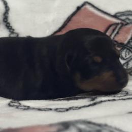 Tango's Runway Rebel in Paris (Rebel) - Black and tan male Manchester Terrier puppy in East Oakdale, California from Tango Kennels