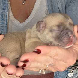Ringo - Blue fawn male French Bulldog puppy in Gasport, New York from Belleau Wood French Bulldog Manor & Folsom's House of Blues