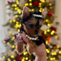 Tiny Citrine (Mini Shop and Hocus Pocus Lineage) - Black and tan female Yorkshire Terrier puppy in Pittsburg, California from Crystal Garden Yorkies