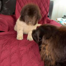 Brown and white - White and brown male Newfoundland puppy in Quaker City, Ohio from Country Magik