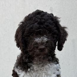 Reserved - Brown female Lagotto Romagnolo puppy in Micanopy, Florida from Fortuna Farms