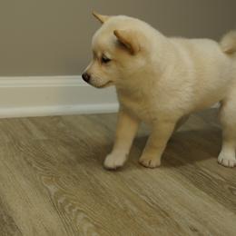 Shiba Inu Puppies from Veronika's Shiba Inus