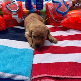 Yellow Collar Female - Yellow female Labrador Retriever puppy in Hurtsboro, Alabama from PARK’s Family Farm