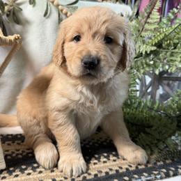 Penny - Golden female Golden Retriever puppy in Lynn, Indiana from Four Seasons