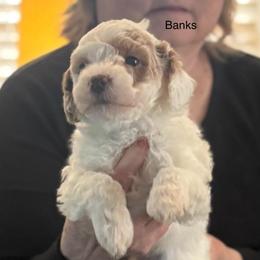 Blueberry - Parti male Goldendoodle puppy in Danville, Virginia from Stella’s Stunning Goldendoodles of VA