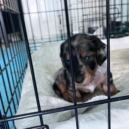Boy 1 - Piebald male Dachshund puppy in Harrisburg, Oregon from Funny Farm Dachshunds