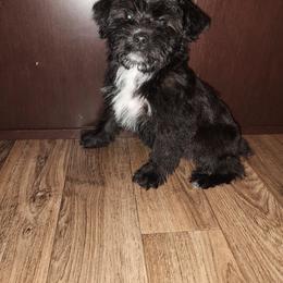 Yorkipoo puppies from Puppy Kisses
