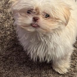 Luna - White male Shih Tzu puppy in Azusa, California from RJ Shih Tzu lover