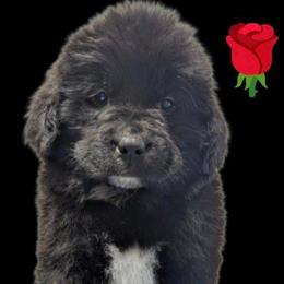 Female 1 Rose Collar - Black female Newfoundland puppy in Burfordville, Missouri from Umfleet Farms