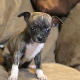 Saturn - Fawn brindled black female Chihuahua puppy in Willamina, Oregon from Cherished Chihuahuas