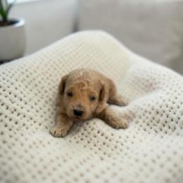 Butters - Apricot male Maltipoo puppy in St. George, Utah from Winchester Hills Poodles and Doodles
