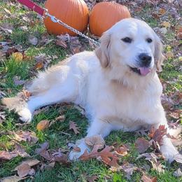 Golden Retriever puppies from Servant Kennel